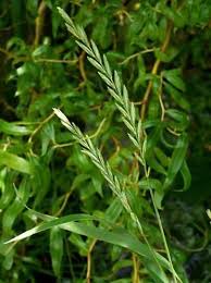 Image result for Lolium