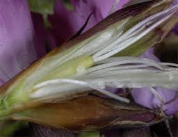 Image result for Hadena compta