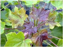 This is the reason that you find the plant all over the world, mainly transported by seeds and 1. Applied Sciences Free Full Text Genomic Study Phytochemical Characterization And Antiproliferative Activity Of Two Different Genotypes Of Jatropha Curcas L Obtained By A Breeding Program Html