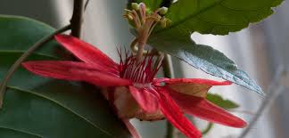 Image result for Passiflora vitifolia