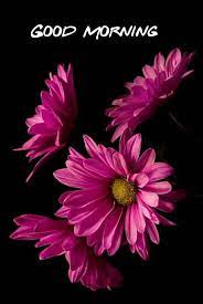 We did not find results for: Sfondi Bellissimi Immagini Di Fiori