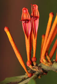 Image result for Phragmanthera usuiensis