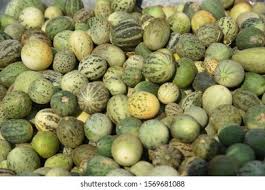 Image result for Cucumis kalahariensis