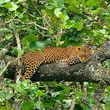 Image result for Hyparrhenia bracteata