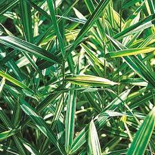 Image result for Pleioblastus fortunei