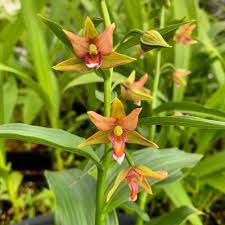 Epipactis gigantea is a species of orchid known as the stream orchid, giant helleborine, and chatterbox. Epipactis Gigantea Serpentine Night Orchideen Wichmann De Hochste Gartnerische Qualitat Und Erfahrung Seit 1897