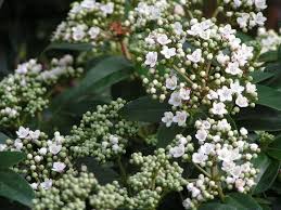 Shop beautiful viburnum varieties on crocus.co.uk! Grow Viburnum For Winter Scent And Colour Hayes Garden World