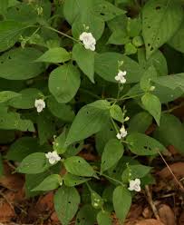 Image result for Asystasia intrusa