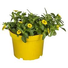 Image result for foto Vitálka