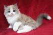 Ragamuffin Kittens For Sale - Ragamuffin Kittens Cattery