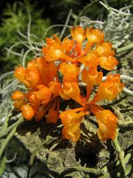 Image result for Microcoelia bulbocalcarata