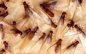 Black diamond has been offering quality pest control services for the louisville, ky and southern ben franklin crafts new albany indiana. Black Diamond Termite Control Expands To Indiana Termite O Kill