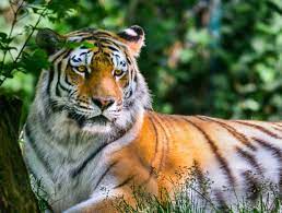 Zoo Zlín Siberian Tiger