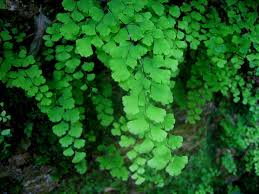 Resultado de imagen de grandes jardines de helechos y plantas verdes