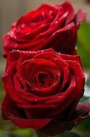 Single Red Rose Beautiful Roses Rose Flower Rose