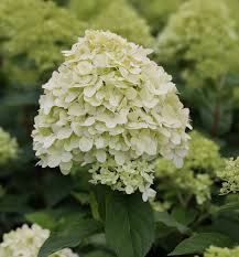 Unlike other hydrangeas, limelight is very hardy and flowers reliably every year. Rispenhortensie Limelight Hydrangea Paniculata Limelight