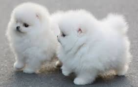 Aww How Cute R These Babies Cute Animals Baby Animals Cute Teacup Puppies