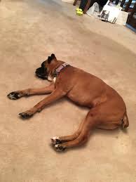 My 11 year old boxer having small intermittent seizures! My Dog Is A 6 Year Old Boxer She Has Seizures And Is On Medicine Tonight She Hasn T Eaten Anything And She Has Been Very Lethargic Petcoach