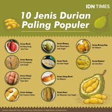 Ia mula didaftarkan pada tahun 1993 oleh encik wee chong beng dari tanah merah , kelantan. 10 Jenis Durian Paling Populer Ini Wajib Masuk List Kulineranmu