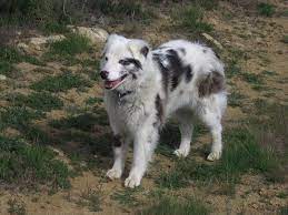 This breed is commonly known as an aussie and was in fact developed in aussies are great jogging companions, love to swim, hike, and are always up for a good game of fetch. Pin By Kaybee On Man S Best Friend Animal Antics Australian Shepherd Great Pyrenees