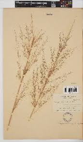 Image result for Eragrostis aspera