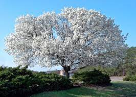 We did not find results for: Dogwood Tree Facts Everything You Need To Know About Dogwoods