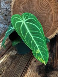 Pin On Anthurium