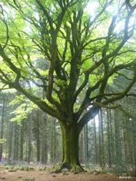 C'est lui qui a mesuré les six plus grands arbres du monde et, avec. 12 Idees De Arbres Remarquables Arbres Remarquables Arbre Foret