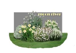 Distel Paket Moon River So Schon Wie Sanfter Mondschein Schattenbeet Schattenpflanzen Garten Staudenbeet