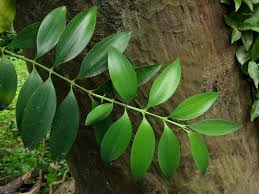 Image result for Nageia nagi