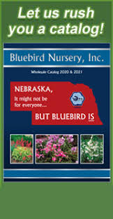 However, if they've outgrown their space, cut back and tidy up after the main flowering period has ended. Clematis Pruning Groups Bluebird Nursery Inc