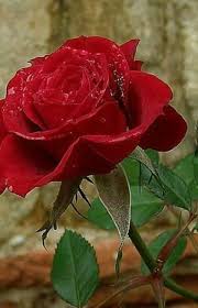 Funny How This Picture Popped Up Today With The Word Fabulous As The Caption If You Know Me You Know That It Has Signific Red Roses Beautiful Red Roses Rose