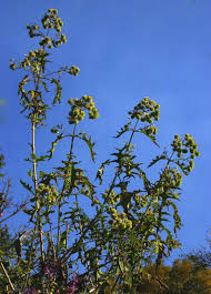 Image result for Montanoa bipinnatifida