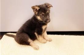 Enjoy watching german shepherd puppies playing, eating, chasing each other and just being puppies. German Shepherd Puppies For Sale From New York City New York Breeders