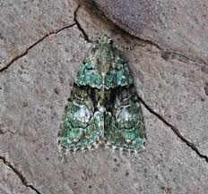 Image result for Cryphia algae