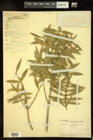 Image result for Buxus acutata