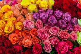 Shades Of Pink: +50 Pink Color With Hex Codes