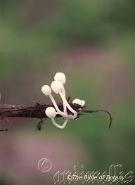 Image result for Aristida stenostachya