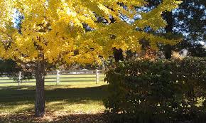 Male trees do not bear fruit. November Ginkgo