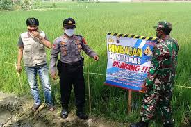 Kini, 90 persen warganya bekerja sebagai buruh sawit. Waduh 3 Perempuan Buruh Tani Kena Jebakan Tikus Berlistrik Di Sukodono Sragen
