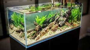 Having a freshwater aquarium is a wonderful way to bring nature into your home. How To Aquascape A 125 Gal Nature Aquarium Youtube