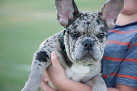 Fluffy french bulldogs do have a tendency to overheat faster than a regular french bulldog due to the fact that their hair is thicker and longer. Merle Frenchie Puppy Frenchie Puppy Puppies Merle French Bulldog