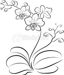 Orchid Outline Orchid Drawing Flower Drawing Orchids