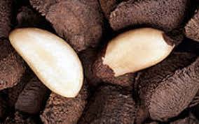 Brazil nut trees are grown in peru and bolivia as well as in brazil. The Brazil Nut Tree Grandiose And Threatened Wwf Brasil