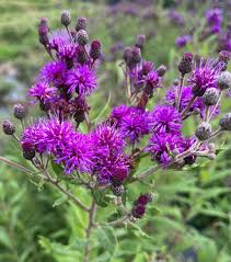 Image result for Vernonia myriantha