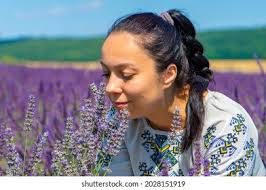 1,865 Lavender Shoot Images, Stock Photos, 3D objects, & Vectors