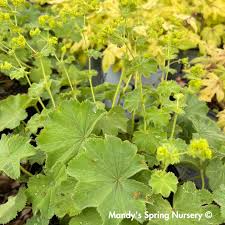 Image result for Alchemilla ellenbeckii