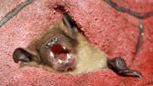 Image result for Bat Bite