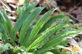 Image result for Asplenium laurentii
