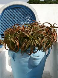 Image result for Aloe arborescens × musapana